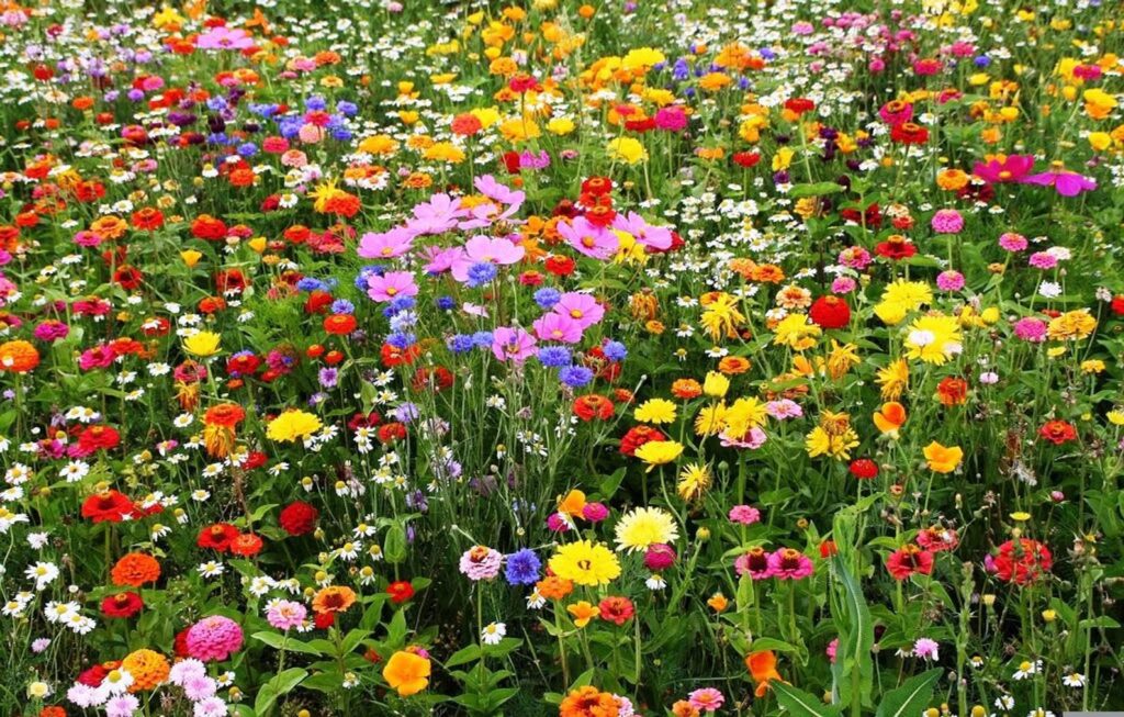 Emorsgate Seeds