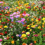 Emorsgate Seeds